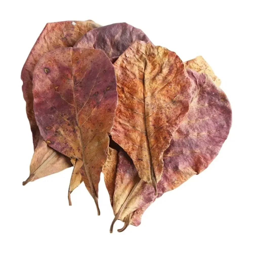 Natural Indian Almond Leaves for Aquarium, Catappa Leaves for Betta Shrimp Fish Tank Water Conditioning & Aquascaping