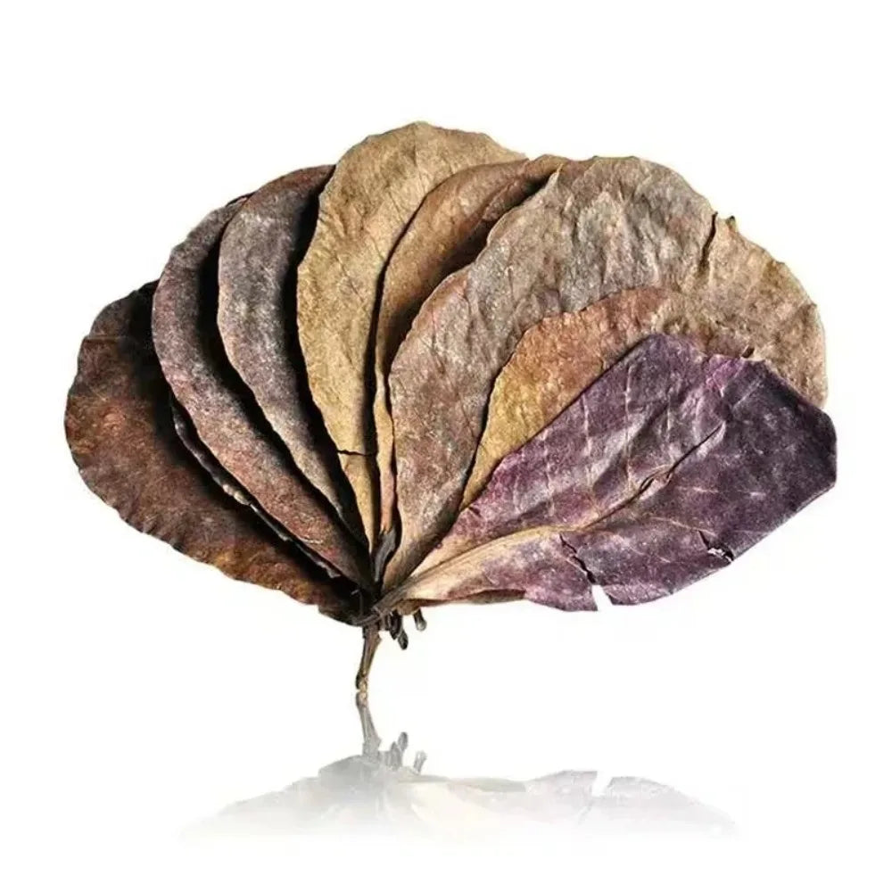 Natural Indian Almond Leaves for Aquarium, Catappa Leaves for Betta Shrimp Fish Tank Water Conditioning & Aquascaping