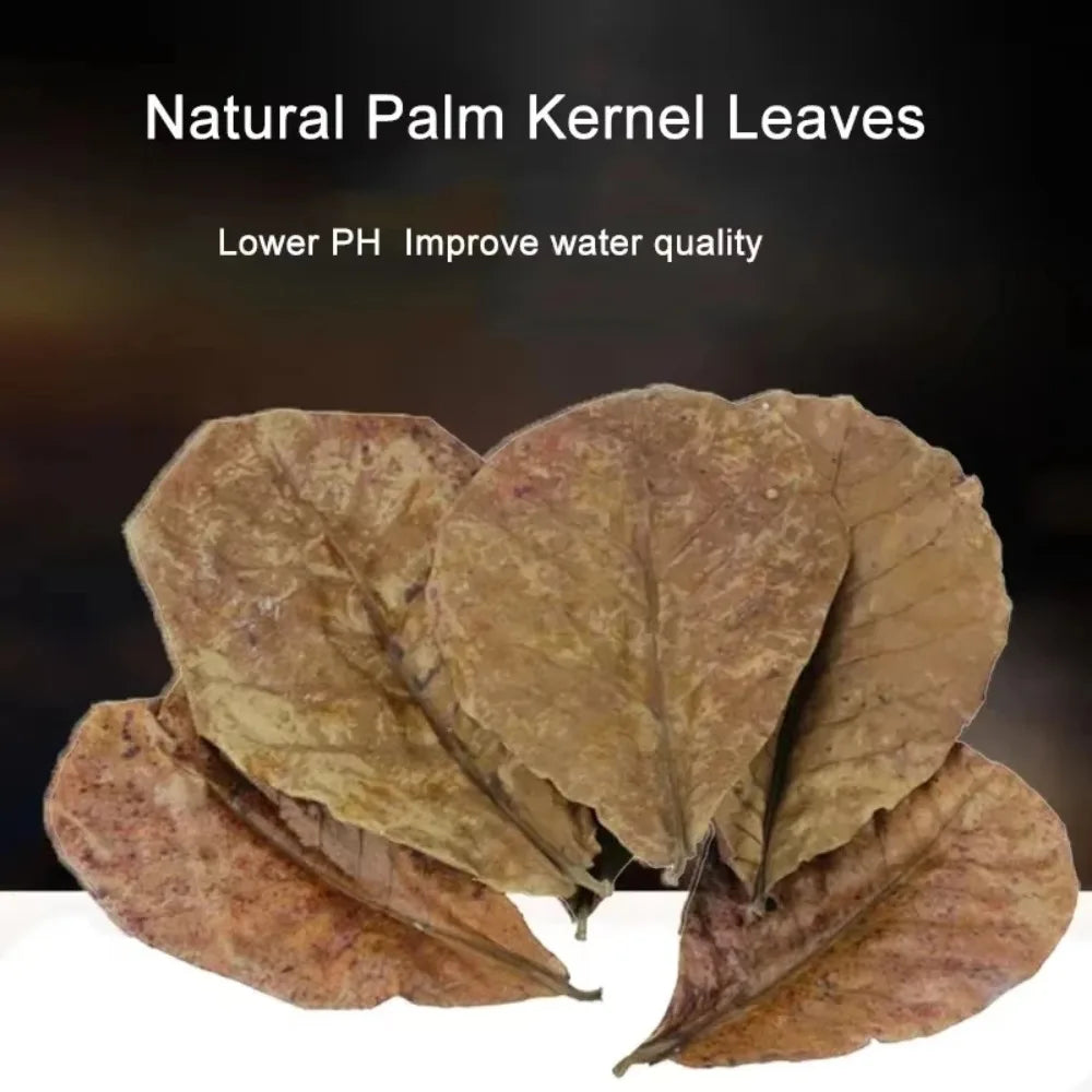 Natural Indian Almond Leaves for Aquarium, Catappa Leaves for Betta Shrimp Fish Tank Water Conditioning & Aquascaping